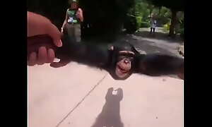 Monkey hey ya